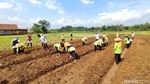 Cara Pemkab Ciamis Dorong Pendapatan Petani lewat Jagung Kristal