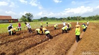Awalnya lahan tersebut merupakan sawah tadah hujan. Sehingga petani hanya bisa panen dua kali saja dalam setahun, kondisi tersebut membuat penghasilan petani tidak mencukupi. Kini lahan tersebut dimanfaatkan untuk menanam jagung kristal yang memiliki harga jual tinggi serta usia panen yang cukup singkat.  