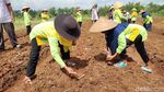 Cara Pemkab Ciamis Dorong Pendapatan Petani lewat Jagung Kristal