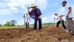 Cara Pemkab Ciamis Dorong Pendapatan Petani lewat Jagung Kristal