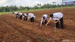 Cara Pemkab Ciamis Dorong Pendapatan Petani lewat Jagung Kristal
