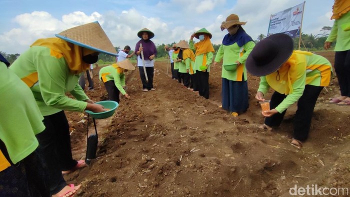Cara Pemkab Ciamis Dorong Pendapatan Petani lewat Jagung Kristal Pemkab Ciamis launching demplot penanaman jagung kristal di Kelurahan Sindangrasa, Kecamatan Ciamis, Jawa Barat.