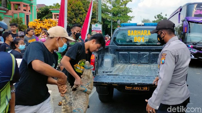 Buaya sepanjang 2 meter membuat geger warga di Desa Selogabus, Kecamatan Parengan, Tuban. Buaya itu merupakan piaraan warga.
