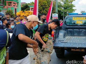 Buaya Piaraan yang Kabur dan Gegerkan Warga Tuban Dibawa ke Bojonegoro