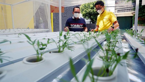 Sikapi Keterbatasan Ruang dengan Hidroponik