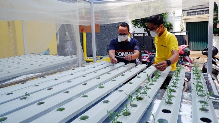 Sikapi Keterbatasan Ruang dengan Hidroponik Bukti kepedulian lingkungan perusahaan ini dituangkan dalam bentuk pembuatan instalasi hidroponik di lingkungan Yayasan Pita Kuning.
Hidroponik adalah salah satu metode dalam budidaya menanam dengan memanfaatkan air tanpa menggunakan media tanah dengan menekankan pada pemenuhan kebutuhan hara nutrisi bagi tanaman. Kebutuhan air pada hidroponik lebih sedikit daripada kebutuhan air pada budidaya dengan tanah.
