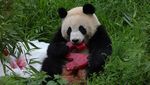 Lucunya Bayi Panda Kembar di Berlin saat Rayakan Ultah