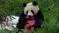 Pekerja kebun binatang menyiapkan pajangan bambu dengan irisan apel, buah beku, dan makanan lezat lainnya untuk si kembar panda yang tengah berulang tahun.  