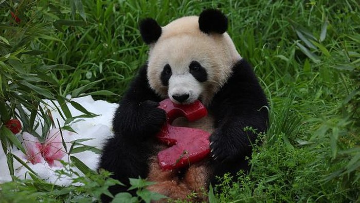 Tingkah Lucu Bayi Panda Kembar Rayakan Ulang Tahun Kedua BERLIN, GERMANY - AUGUST 31: Paule, one of the panda twins at Zoo Berlin, lies back after devouring an edible birthday display prepared for him and his brother Pit at Zoo Berlin on August 31, 2021 in Berlin, Germany. Zoo workers prepared a bamboo display with sliced apples, frozen fruit and other delicacies for the panda twins to celebrate their second birthday. The pandas are on loan from China. (Photo by Sean Gallup/Getty Images)