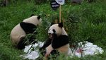 Lucunya Bayi Panda Kembar di Berlin saat Rayakan Ultah
