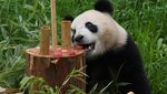 Lucunya Bayi Panda Kembar di Berlin saat Rayakan Ultah