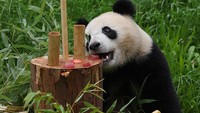 Orang tua Piet dan Paule merupakan panda yang berasal dari China.    