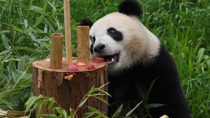BERLIN, GERMANY - AUGUST 31: Paule, one of the panda twins at Zoo Berlin, lies back after devouring an edible birthday display prepared for him and his brother Pit at Zoo Berlin on August 31, 2021 in Berlin, Germany. Zoo workers prepared a bamboo display with sliced apples, frozen fruit and other delicacies for the panda twins to celebrate their second birthday. The pandas are on loan from China. (Photo by Sean Gallup/Getty Images)
