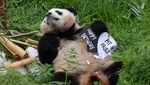Lucunya Bayi Panda Kembar di Berlin saat Rayakan Ultah