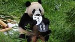 Lucunya Bayi Panda Kembar di Berlin saat Rayakan Ultah
