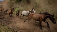 Pada perayaan ini warga Spanyol akan mencari kuda liar yang tinggal di pegunungan dan membawanya ke desa untuk dipotong surainya.  