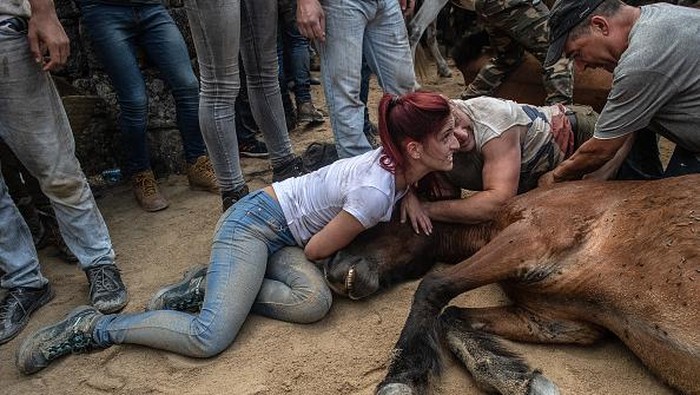 Tradisi Rapa Das Bestas , Adu Tangguh Manusia dengan Kuda Liar Aloitadores (fighters) try to tame a wild horse during the rapa das bestas (taming of the beasts) in Pontevedra, Spain. During the more than 400-year-old festival, that lasts four-days, wild horses 'Bestas' that roam free on Mount Montouto throughout the year are rounded up and lead to Sabucedo where they will be for three days. Wild horses will be lead on the second day to the 'Curro' were they will be wrestled to the ground by hand to have their manes and tails sheared. (Photo by David Ramos/Getty Images)
