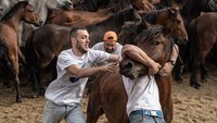 Festival ini berisi tradisi memotong rambut atau surai kuda liar yang hidup di pegunungan Spanyol.  
