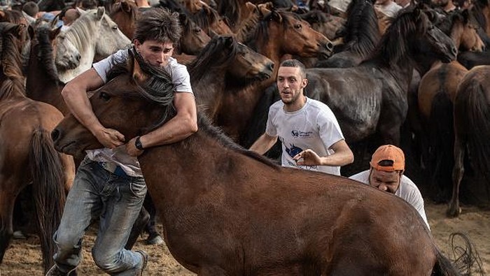 Aloitadores (fighters) try to tame a wild horse during the rapa das bestas (taming of the beasts) in Pontevedra, Spain. During the more than 400-year-old festival, that lasts four-days, wild horses 'Bestas' that roam free on Mount Montouto throughout the year are rounded up and lead to Sabucedo where they will be for three days. Wild horses will be lead on the second day to the 'Curro' were they will be wrestled to the ground by hand to have their manes and tails sheared. (Photo by David Ramos/Getty Images)