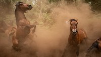 Rapa Das Bestas atau tradisi mencukur hewan merupakan festival tradisional yang telah dilakukan sejak abad ke-15 di Spanyol.  