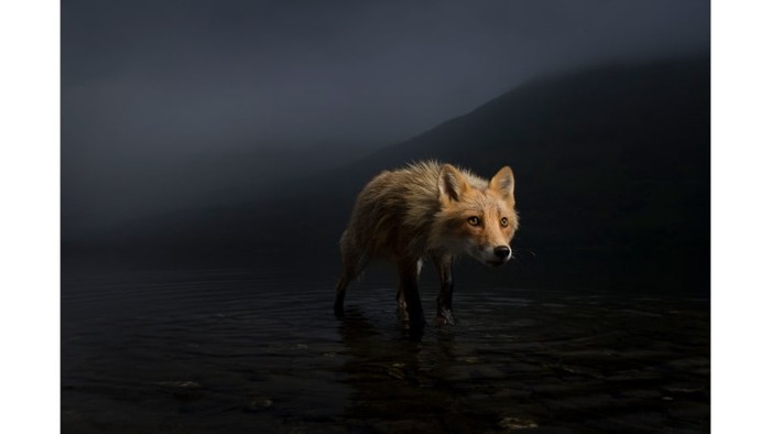 Wildlife Photographer of the Year 2021