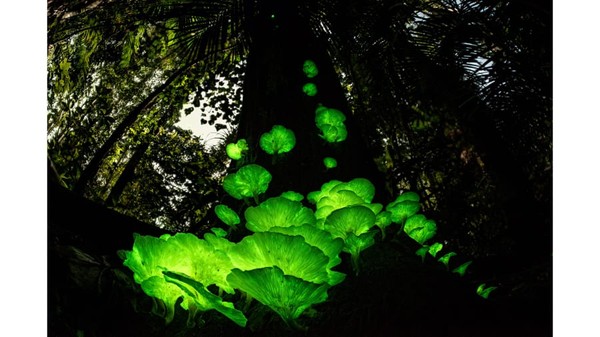 Fotografer Jerman-Australia, Juergen Freund, mengambil foto jamur hantu ini setelah hujan reda di musim hujan di dekat rumahnya di Queensland, Australia. Fotografer Jerman-Australia, Juergen Freund, mengambil foto jamur hantu ini setelah hujan reda di musim hujan di dekat rumahnya di Queensland, Australia.