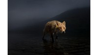 Fotografer AS, Jonny Armstrong, menangkap momen rubah ini mencari bangkai salmon di Alaska.