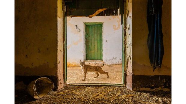 Wildlife Photographer of the Year 2021