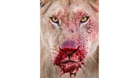 Gambar singa betina dengan darah merah terang menetes dari moncongnya. Foto ini diambil oleh fotografer Inggris, Lara Jackson, di Taman Nasional Serengeti, Tanzania.