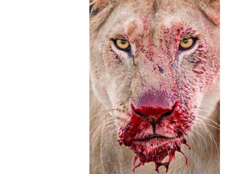 15 Foto Terbaik dari Fotografer Satwa Liar 2021