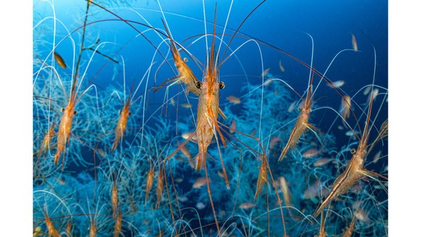 Fotografer Prancis, Laurent Ballesta, menemukan ribuan udang narwhal di air yang dalam di kawasan Mediterania Prancis.