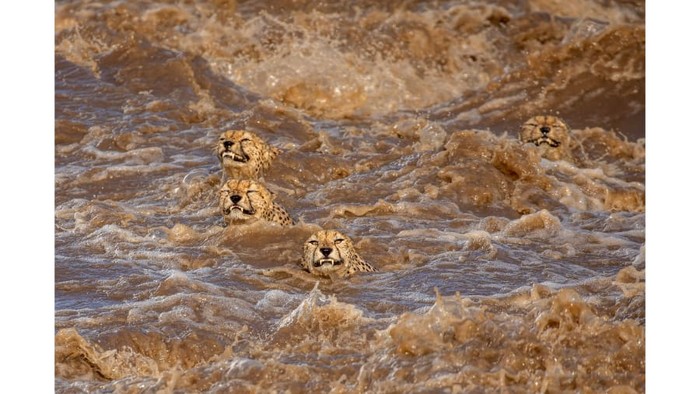 Wildlife Photographer of the Year 2021