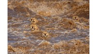 Fotografer Sri Lanka-Australia, Buddhilini de Soyza, khawatir cheetah laki-laki ini tidak akan berhasil keluar dari sungai yang sedang banjir di Masai Mara, Kenya.