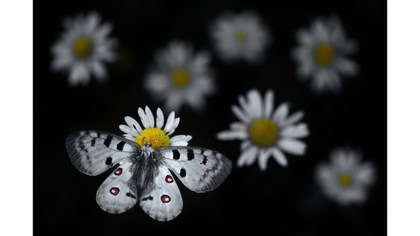 Sebuah kupu-kupu Apollo di atas bunga Daisy Oxeye di Taman Alam Regional Haut-Jura, Prancis Timur, sebagaimana difoto oleh fotografer Prancis, Emelin Dupieux. Sebuah kupu-kupu Apollo di atas bunga Daisy Oxeye di Taman Alam Regional Haut-Jura, Prancis Timur, sebagaimana difoto oleh fotografer Prancis, Emelin Dupieux.