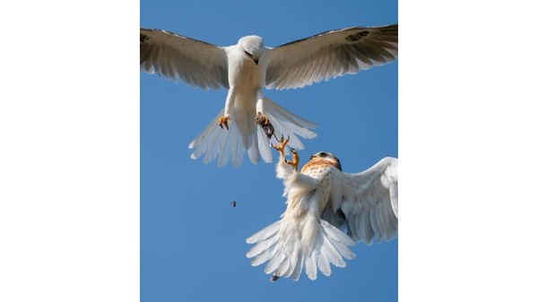Fotografer AS, Jack Zhi, memotret dua burung layang-layang ekor putih yang mengambil tikus hidup dari ayahnya di udara. Fotografer AS, Jack Zhi, memotret dua burung layang-layang ekor putih yang mengambil tikus hidup dari ayahnya di udara.
