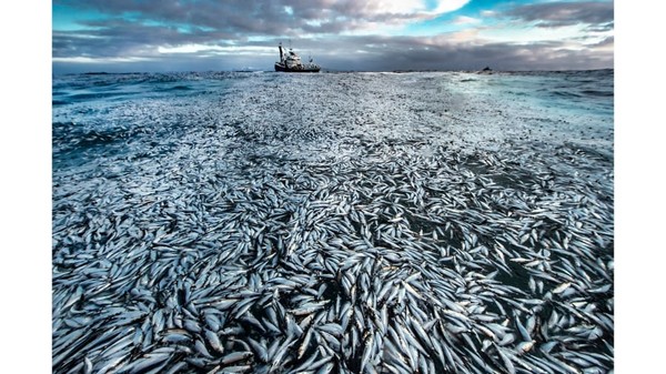 Fotografer Norwegia, Audun Rikardsen, memasukkan foto begitu banyak ikan herring mati dan sekarat yang digunakan sebagai bukti dalam kasus pengadilan terhadap pemilik kapal penangkap ikan. Fotografer Norwegia, Audun Rikardsen, memasukkan foto begitu banyak ikan herring mati dan sekarat yang digunakan sebagai bukti dalam kasus pengadilan terhadap pemilik kapal penangkap ikan.