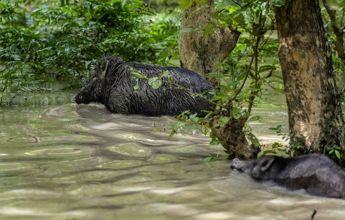 banjir india A one-horned rhinoceros wades through flood waters in Pobitora wildlife sanctuary on the outskirts of Gauhati, India, Wednesday, Sept. 1, 2021. The wildlife sanctuary in the north eastern Assam state is known for its Indian one-horned rhino population. (AP Photo/Anupam Nath)