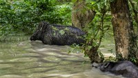 2 ekor babi hutan terjebak banjir. Hujan deras membuat sungai meluap dan membuat suaka margasatwa Pobitora, Gauti, India kebanjiran (1/9/2021).