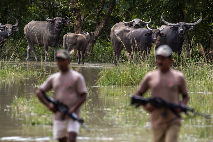 banjir india A one-horned rhinoceros wades through flood waters in Pobitora wildlife sanctuary on the outskirts of Gauhati, India, Wednesday, Sept. 1, 2021. The wildlife sanctuary in the north eastern Assam state is known for its Indian one-horned rhino population. (AP Photo/Anupam Nath)