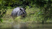 Taman nasional Pobitora, Gauhati merupakan suaka margasatwa di timur laut India. Sejumlah hewan yang dilindungi hidup di sini seperti badak cula satu.