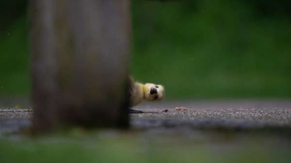 Foto karya Charlie Page. Burung gosling memutar badan hingga kebelakang di balik kaki bangku di Lee Valley Park, London, Inggris. Foto karya Charlie Page. Burung gosling memutar badan hingga kebelakang di balik kaki bangku di Lee Valley Park, London, Inggris.