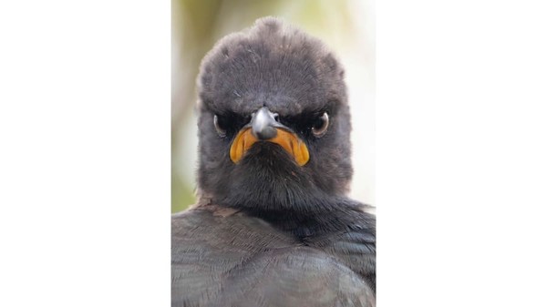 Andrew Mayes memotret burung Pied Starling di Rietvlei, Afrika Selatan. Ia seperti baru bangun denagn mood yang kurang baik.