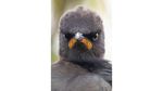 12 Foto Hewan Liar Super Lucu, Finalis Comedy Wildlife Photo Awards 2021