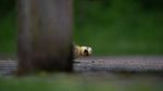 12 Foto Hewan Liar Super Lucu, Finalis Comedy Wildlife Photo Awards 2021
