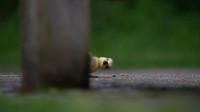 Foto karya Charlie Page. Burung gosling memutar badan hingga kebelakang di balik kaki bangku di Lee Valley Park, London, Inggris.