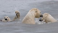 Foto karya Cheryl Strahl. Momen bomb anak beruang kutub, saat saudaranya menggelendot ke indukan di Alaska Utara.