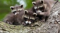 Foto karya Jan Piecha. Anak-anak rakun ini di Kassel, Jerman, sepertinya saling menceritakan rahasia.