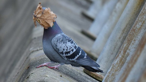 Foto karya John Spiers. Burung dara di Oban Argyll, Inggris mengambil daun untuk sarang tapi malah menempel di wajah. Foto karya John Spiers. Burung dara di Oban Argyll, Inggris mengambil daun untuk sarang tapi malah menempel di wajah.
