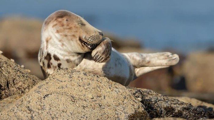 Kompetisi fotografi Comedy Wildlife Photo Awards 2021