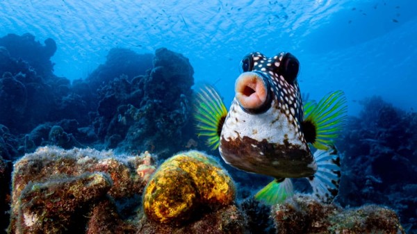 Philipp Stahr. Sebuah ikan boxfish di lepas pantai Curaçao seperti melakukan gerak cemberut ke arah kamera. Philipp Stahr. Sebuah ikan boxfish di lepas pantai Curaçao seperti melakukan gerak cemberut ke arah kamera.